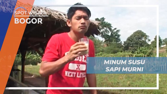 Menikmati Minum Susu Sapi Murni yang Menyegarkan, Bogor
