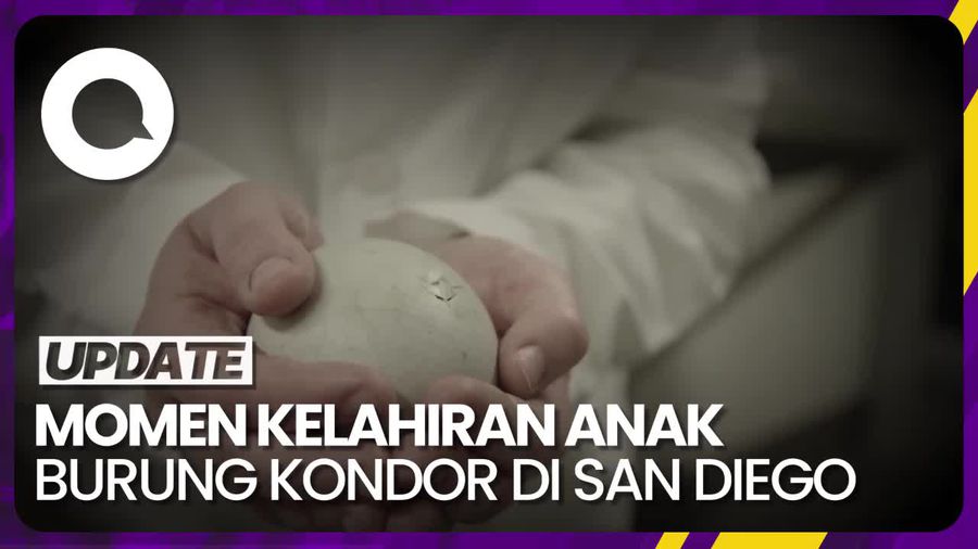 Menyambut Kelahiran Anak Burung Kondor California Ke-250