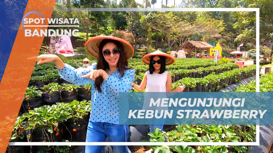 Vacation Seru, Mengunjungi Agrowisata Kebun Strawberry, Bandung