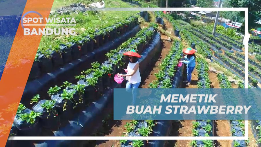 Memetik Buah Strawberry Secara Langsung di Wisata Kebun yang Seru, Bandung
