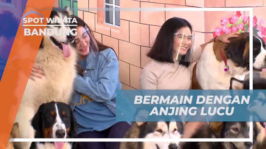 Menikmati Keseruan Bermain Sepuasnya Bareng Anjing Lucu Menggemaskan, Bandung