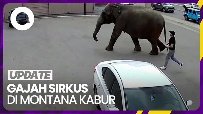 Momen Gajah Sirkus Berkeliaran di Jalanan Montana AS