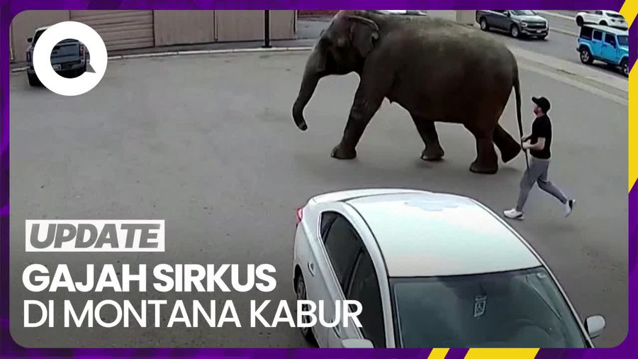 Momen Gajah Sirkus Berkeliaran di Jalanan Montana AS