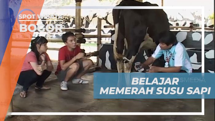 Sensasi Seru Mencoba Memerah Susu Sapi Secara Langsung, Bogor