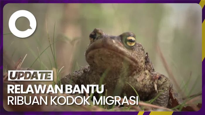 Momen Relawan di Rusia Bantu Migrasi Kodok Tahunan