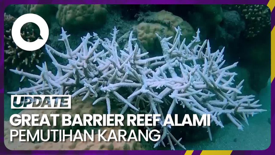 Pemutihan Karang Melanda 73% Great Barrier Reef Australia