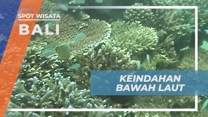 Seawalker, Sensasi Berinteraksi Dengan Beragam Ikan Lucu di Bawah Laut, Bali