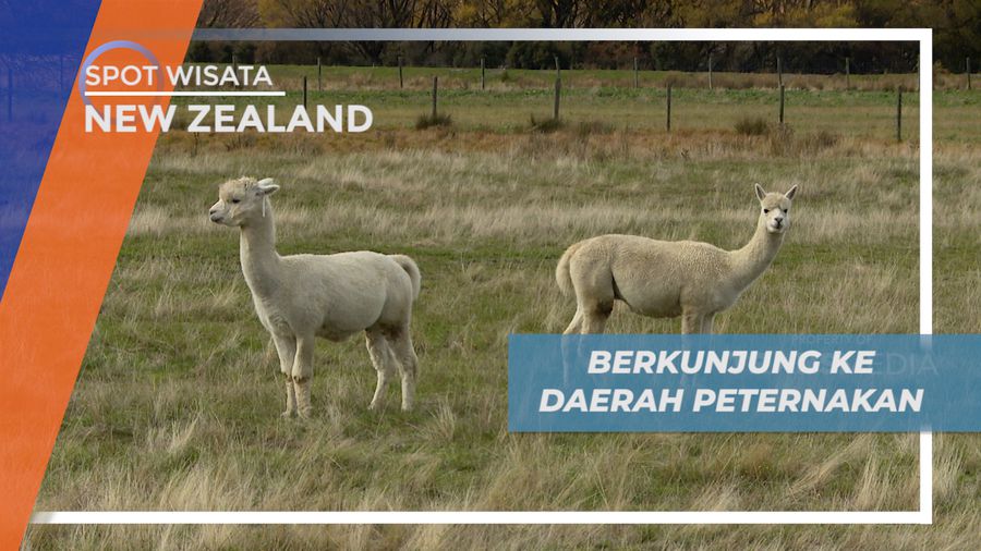 Mengunjungi Wanaka, Menikmati Adventure Dengan Nuansa Peternakan Khas New Zealand