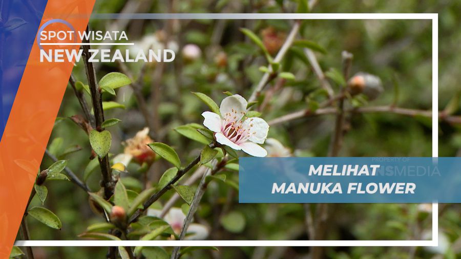Melihat Manuka Flower, Bunga Penghasil Madu Khas New Zealand