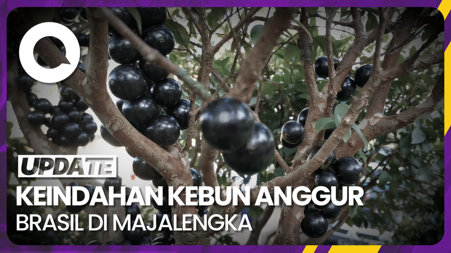 Menikmati Agrowisata Kebun Anggur Brasil di Majalengka