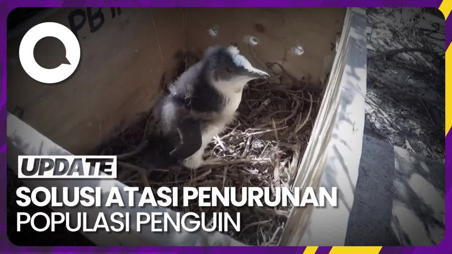 Peneliti Pasang Sarang Buatan untuk Cegah Penurunan Populasi Penguin