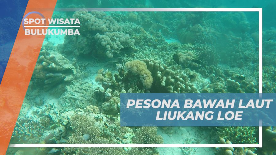 Menjelajahi Pesona Surga Bawah Laut Pualu Liukang Loe, Bulukumba