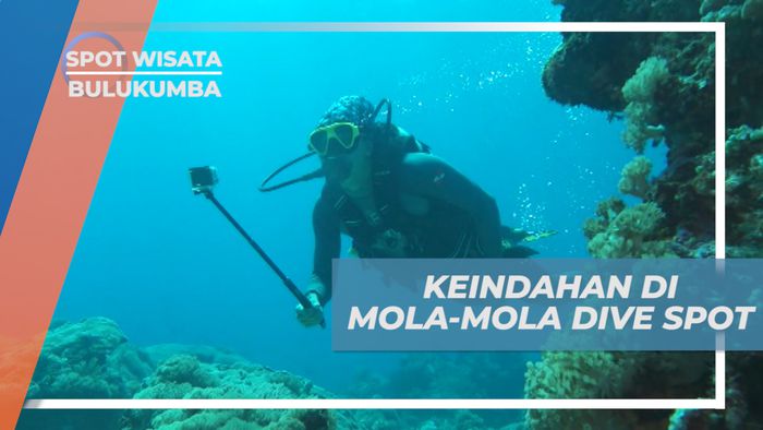 Diving Seru Menikmati Pesona Keindahan Mola-mola Dive Spot, Bulukumba