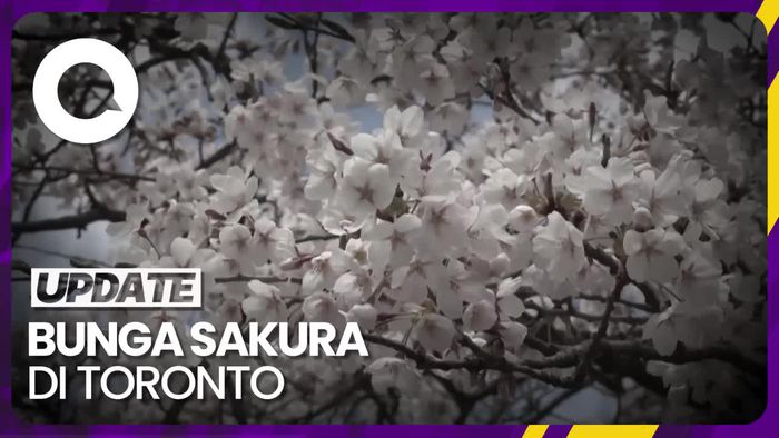 Cantiknya Bunga Sakura Hiasi Musim Semi di Toronto 