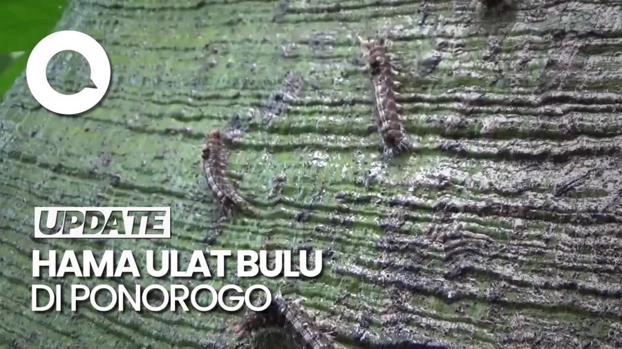 Penampakan Hama Ulat Bulu Serang Warga Ponorogo