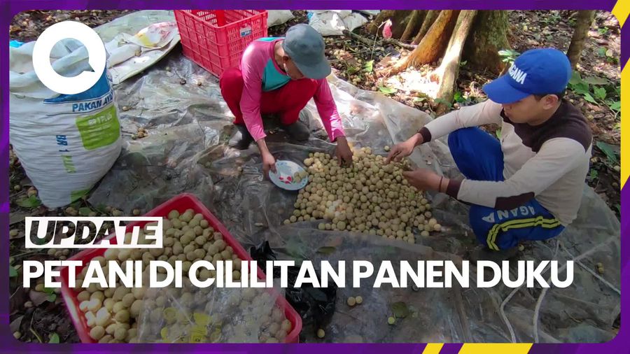 Harga Duku Cililitan Kembali Normal, dari Rp 2 Ribu Kini Jadi Rp 5 Ribu