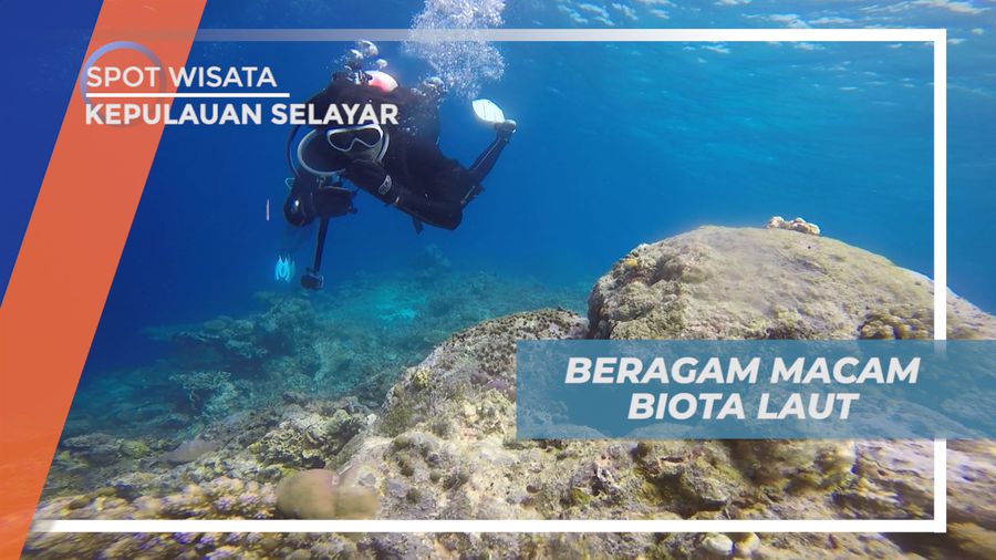 Menikmati Indahnya Beragam Jenis Biota Laut Pulau Bahuluang, Kepulauan Selayar