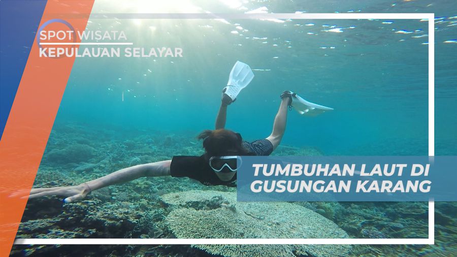 Mengeksplorasi Keindahan Biota Laut di Bawah Gusungan Karang, Kepulauan Selayar