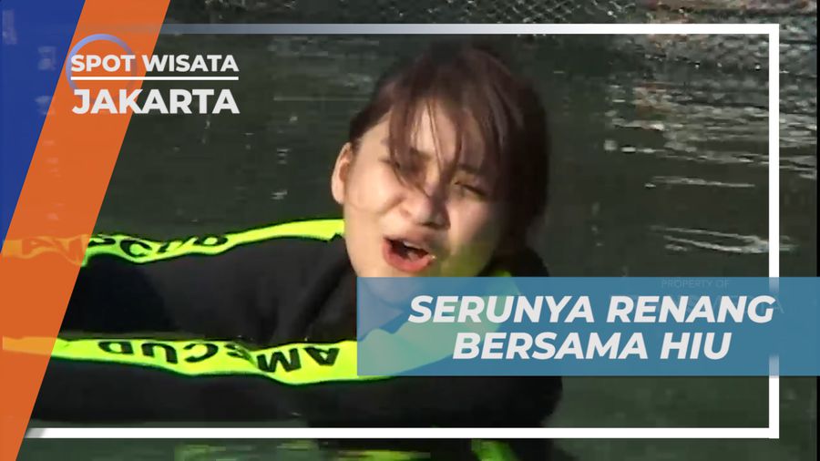 Pengalaman Seru yang Mendebarkan Berenang Bareng Ikan Hiu, Jakarta