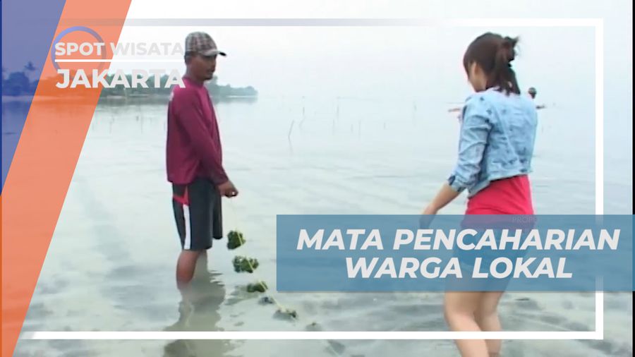 Melihat dari Dekat Cara Menanam Rumput Laut di Pulau Tidung, Jakarta