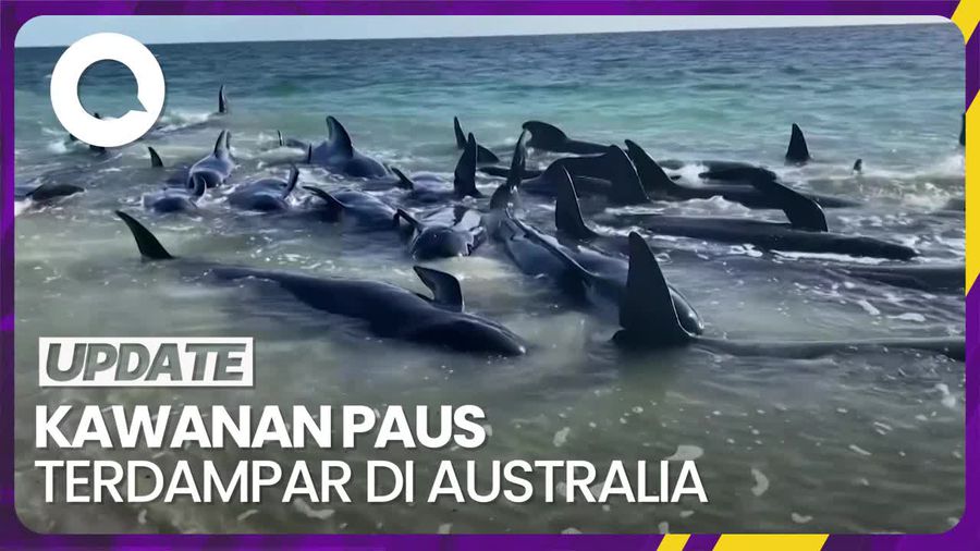 Potret Ratusan Paus Terdampar di Pantai Barat Australia