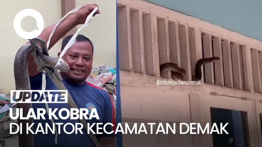 Penampakan Ular Kobra Nangkring di Ventilasi Kantor Kecamatan di Demak