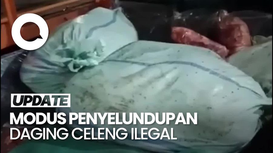 Balai Karantina Lampung Cegat Penyelundupan 390 Kg Daging Celeng Tujuan DKI