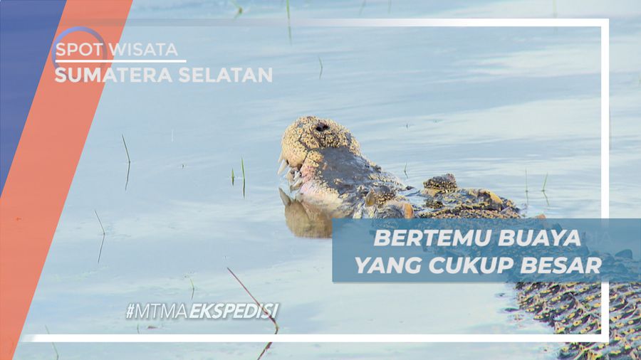Sensasi Menegangkan, Bertemu Buaya Muara di Alam Liar, Sumatera Selatan