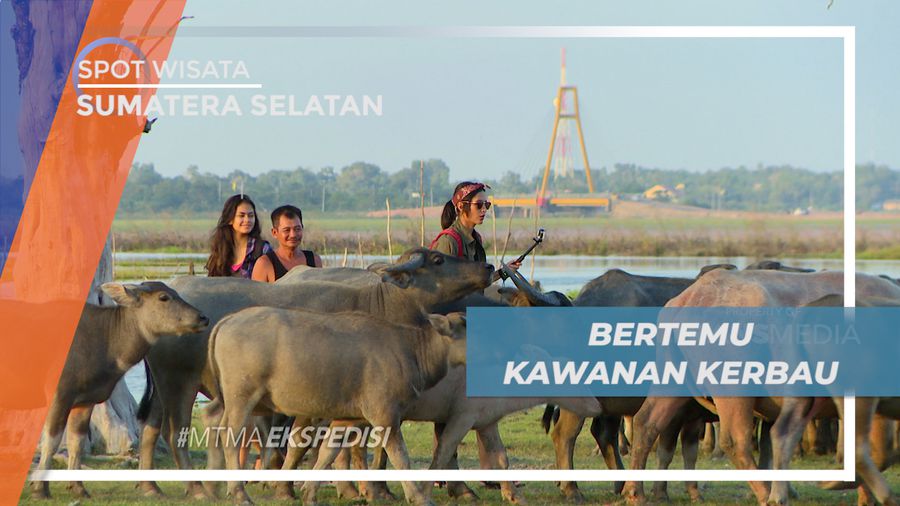Pengalaman Bertemu Sekawanan Kerbau Rawa Liar, Sumatera Selatan