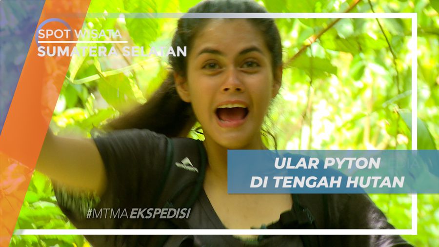 Pengalaman Seru, Bertemu Ular pyton Besar di Tengah Hutan, Sumatera Selatan