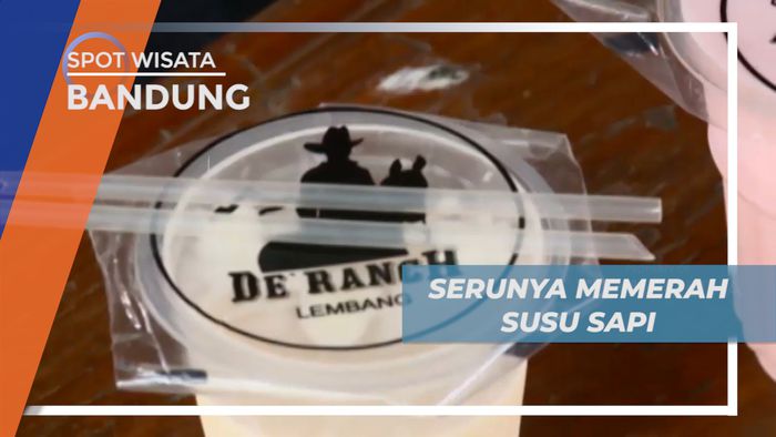 Sensasi Minum Susu Sapi Segar dari Hasil Perah Sendiri, Bandung