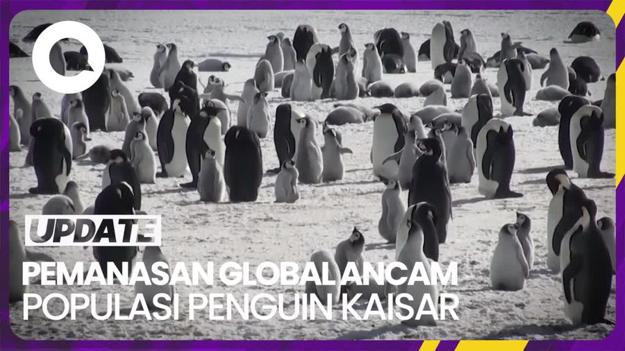 Es Antartika Mencair, Populasi Penguin Kaisar Terancam 