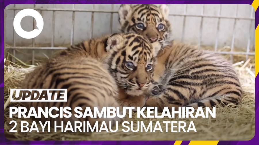 Lucunya 2 Bayi Harimau Sumatera yang Lahir di Kebun Binatang Prancis