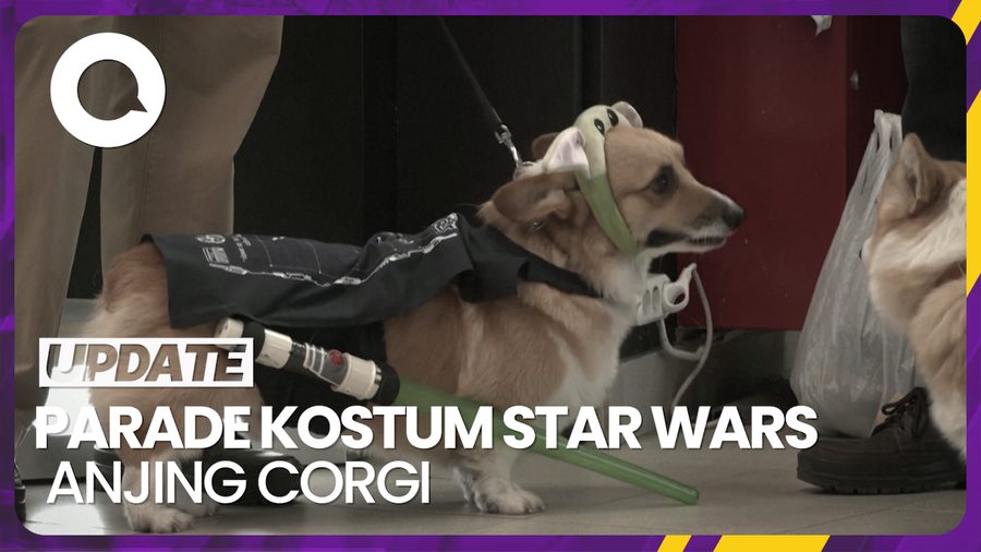 Tingkah Menggemaskan Anjing Corgi Ikut Parade Kostum Star Wars