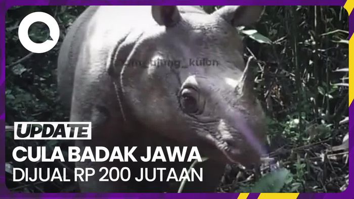 Badak Jawa Hampir Punah, Cula Dijual dengan Harga Rp 200 Juta