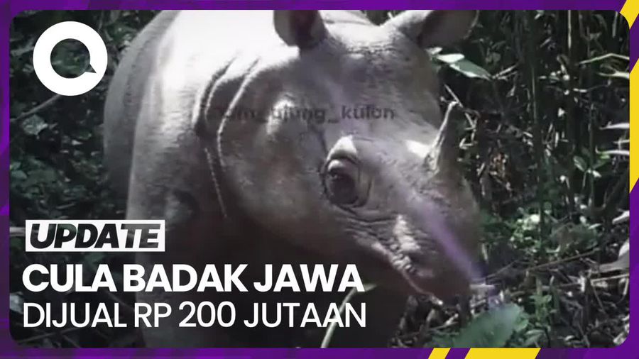 Badak Jawa Hampir Punah, Cula Dijual dengan Harga Rp 200 Juta
