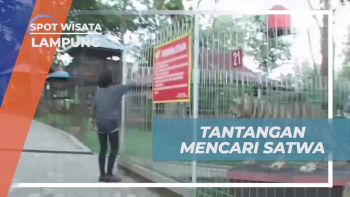 Tantangan Seru Mencari Satwa di Kebun Binatang Lampung