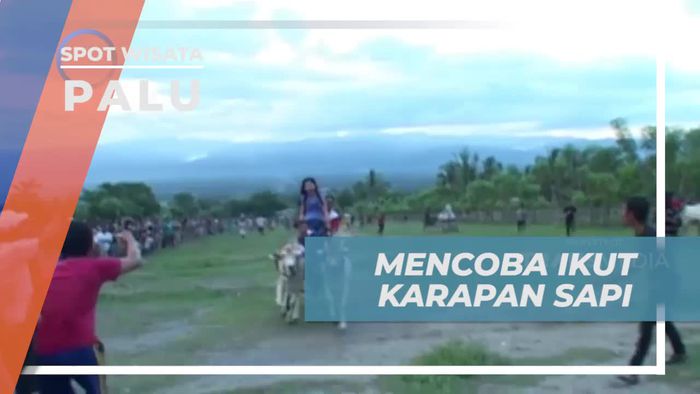 Mencoba Keseruan Ikut Karapan Sapi di Kota Palu