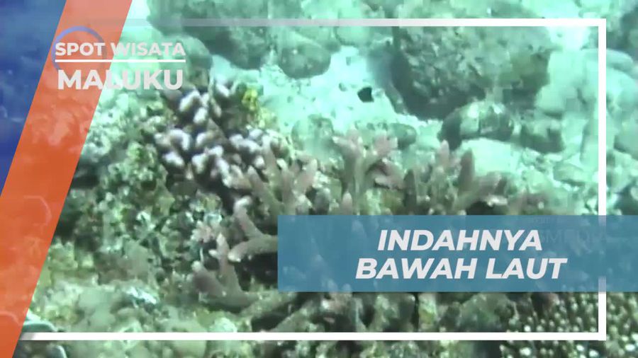 Menikmati Panorama Keindahan Koral dan Biota Laut Indah di Maluku