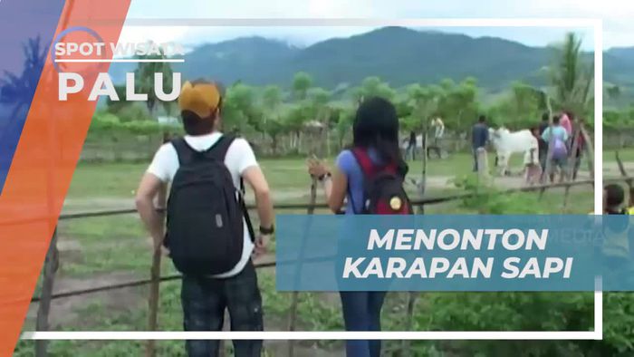 Menonton Karapan Sapi, Tradisi Warga Kota Palu Usai Panen