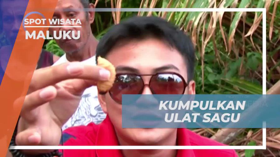 Tantangan Seru Mengumpulkan Ulat Sagu Untuk Dikonsumsi, Maluku