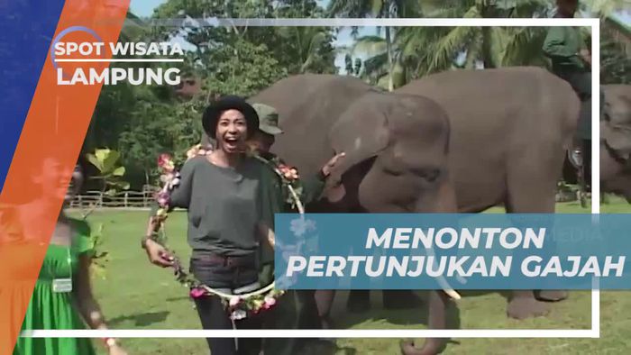 Mentonton Atraksi Pertunjukan Gajah Menjawab Pertanyaan Matematika, Lampung