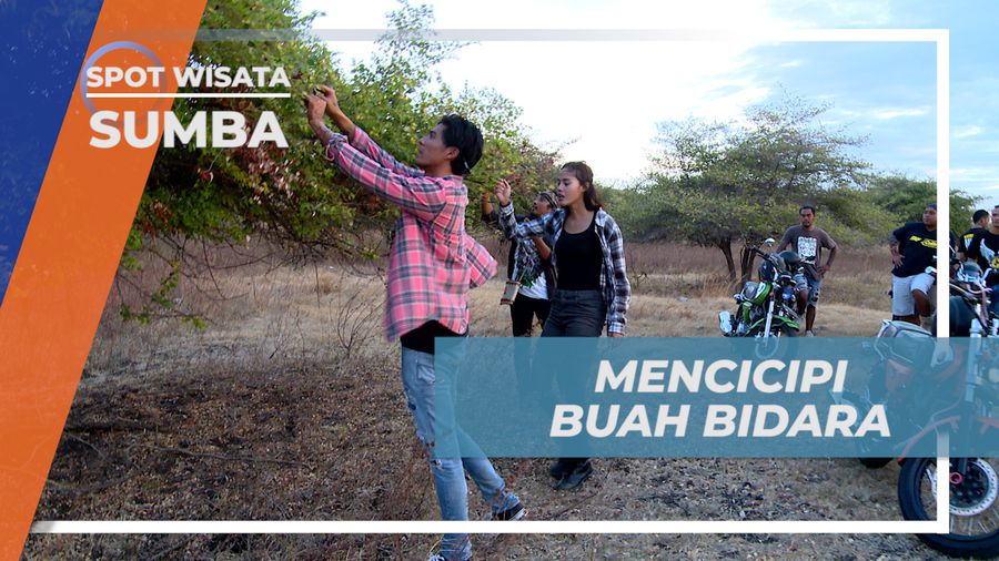 Mencicipi Rasa Buah Pohon Kok Khas Padang Savana Puru Kambera, Sumba