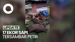 Penampakan Belasan Ekor Sapi di Aceh Mati Tersambar Petir