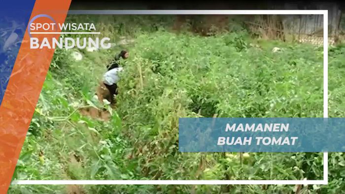 Momen Asik Memanen Buah Tomat di Bandung