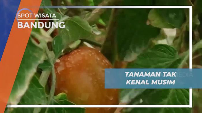 Tomat, Tanaman Tak Kenal Musim, Bandung