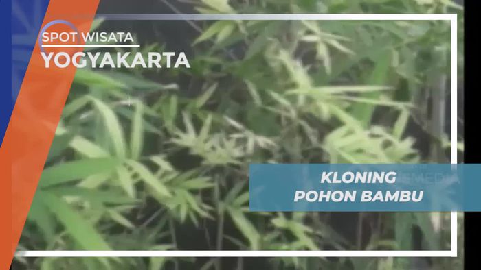 Mengenal Teknik Kloning Pohon Bambu di Yogyakarta 