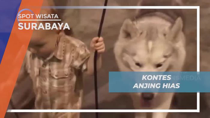 Lenggak-lenggok Lucu Para Anjing Dalam Kontes Surabaya
