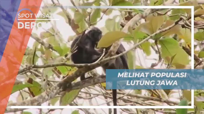 Melihat Dari Dekat Populasi Lutung Jawa di Kota Jember