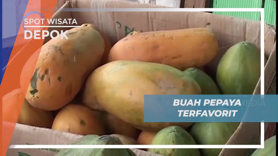 California, Salah Satu Jenis Buah Pepaya Favorit di Depok